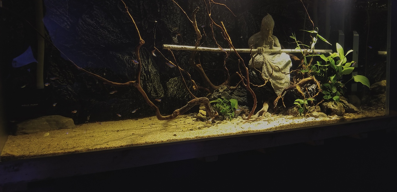 模型 悟空 南美缸