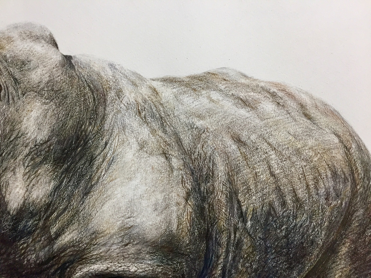 写实彩铅画犀牛