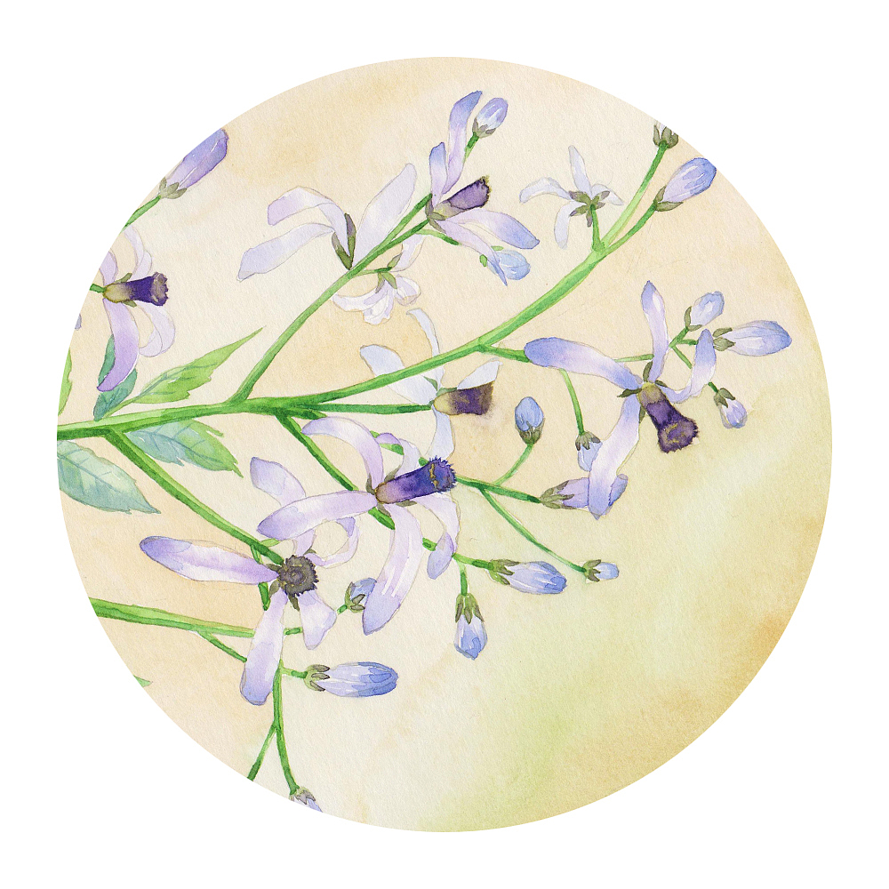 花信風（圖ZOTU0OTE5MDg=） - 商業(yè)插畫 - 站酷設計師吳都Jasmine原創(chuàng)素材 - 站酷ZCOOL