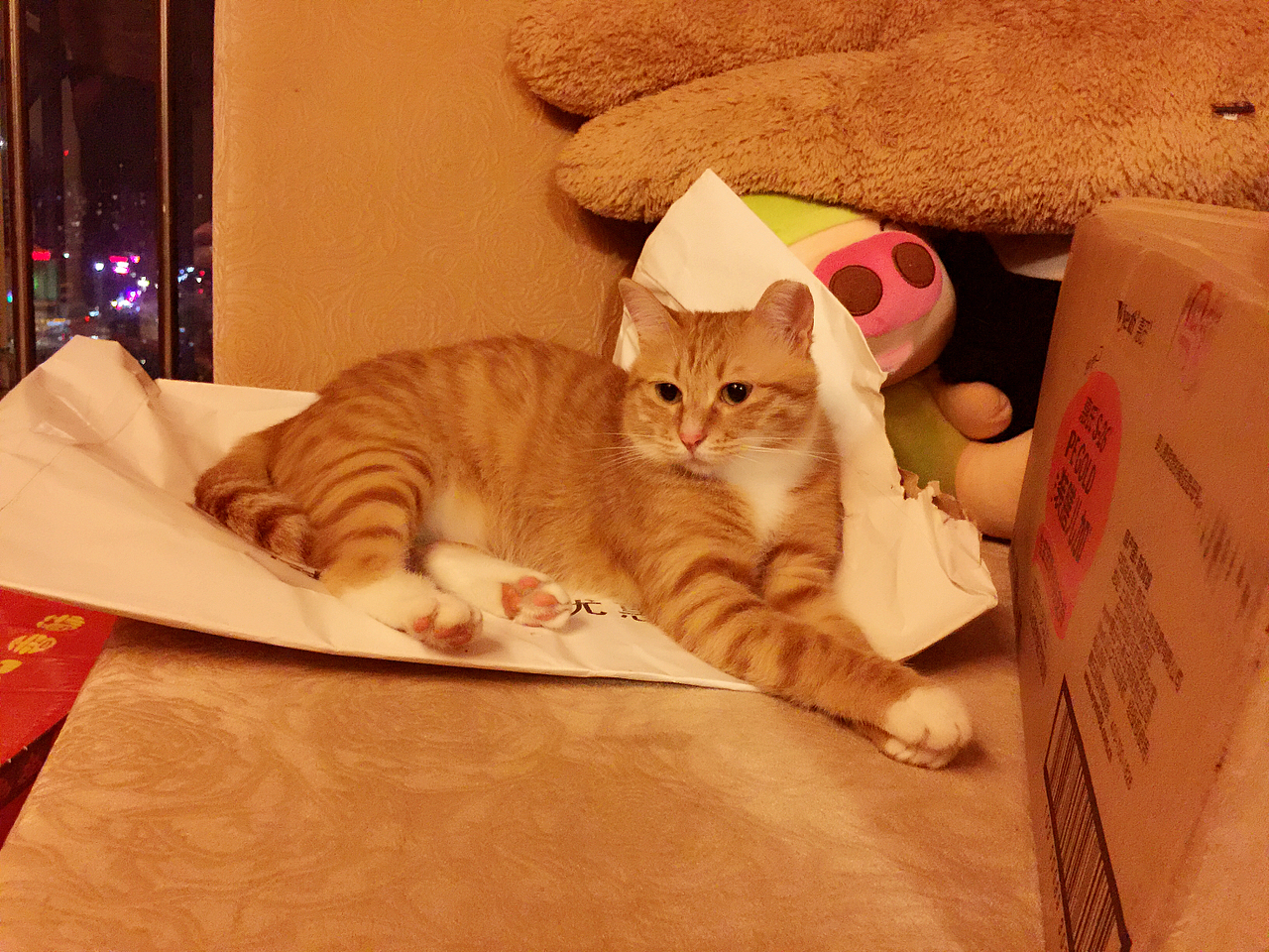 从前一只傲娇的猫叫咪傻~~~（图ZMjU3MTc4NzI=） - 宠物摄影 - 站酷设计师小阿匪原创素材 - 站酷ZCOOL