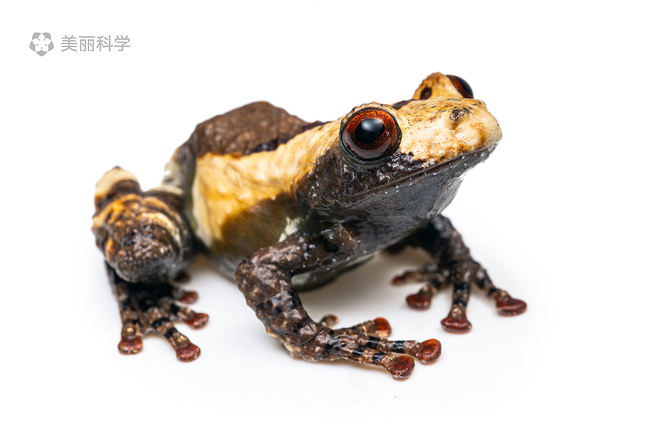 中国动物两爬之美伪装大师棱皮树蛙