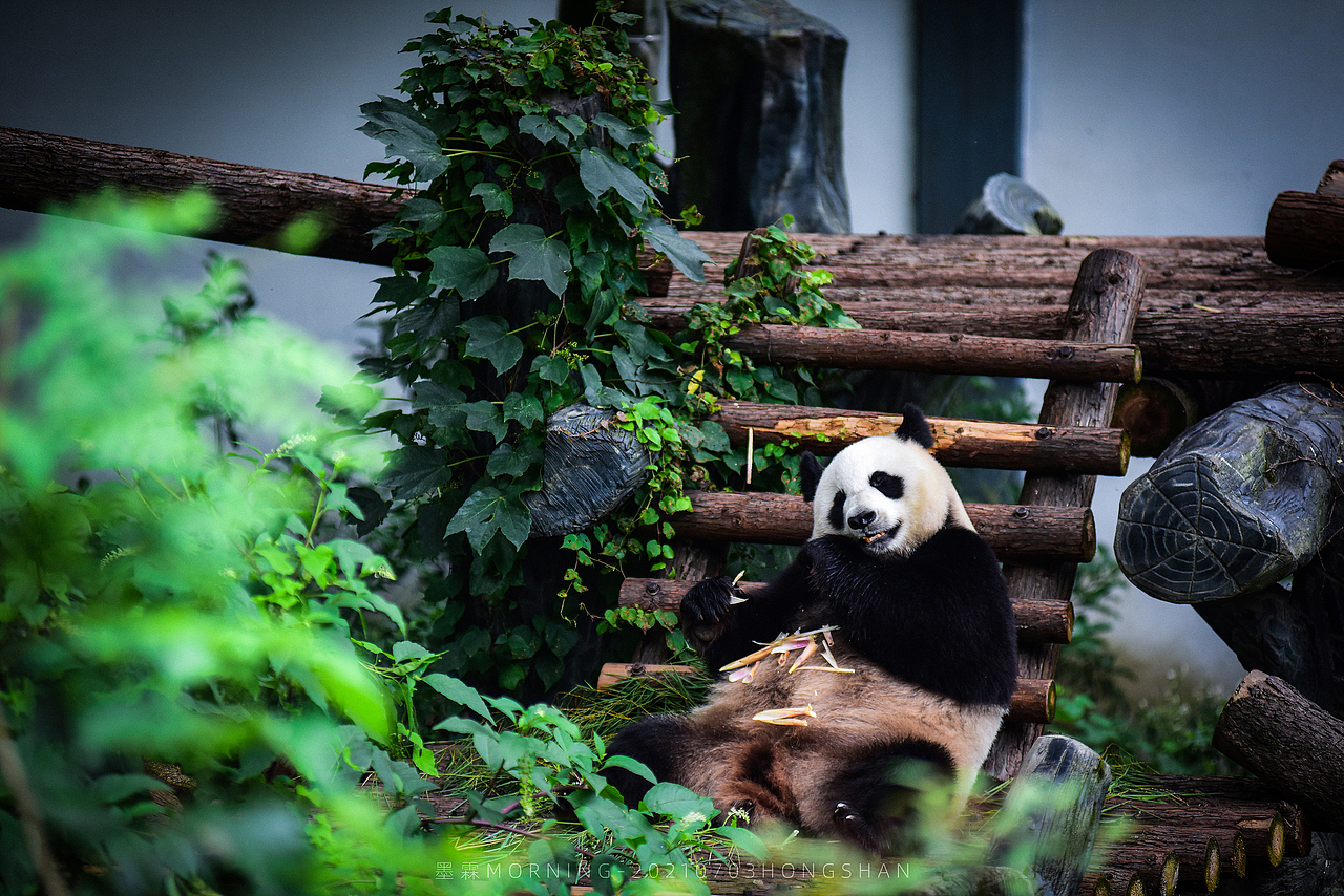 这竹笋有点不好对付~