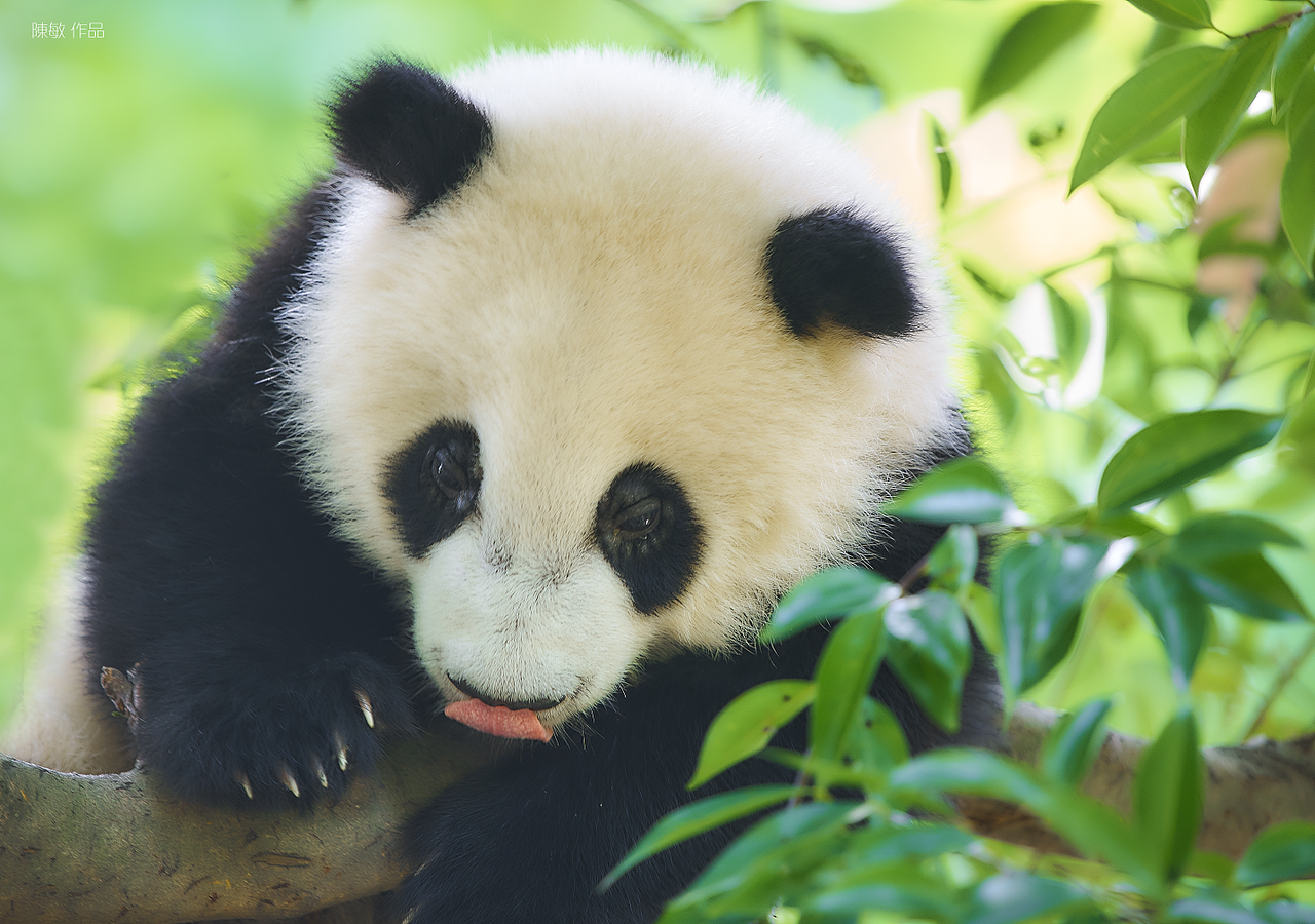 前几天拍的一组国宝熊猫作品