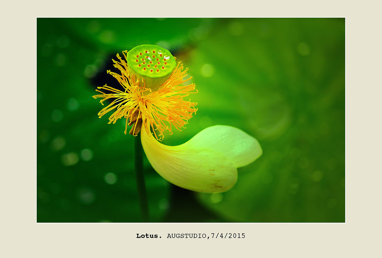 繁花的雨季