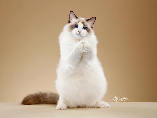布偶猫