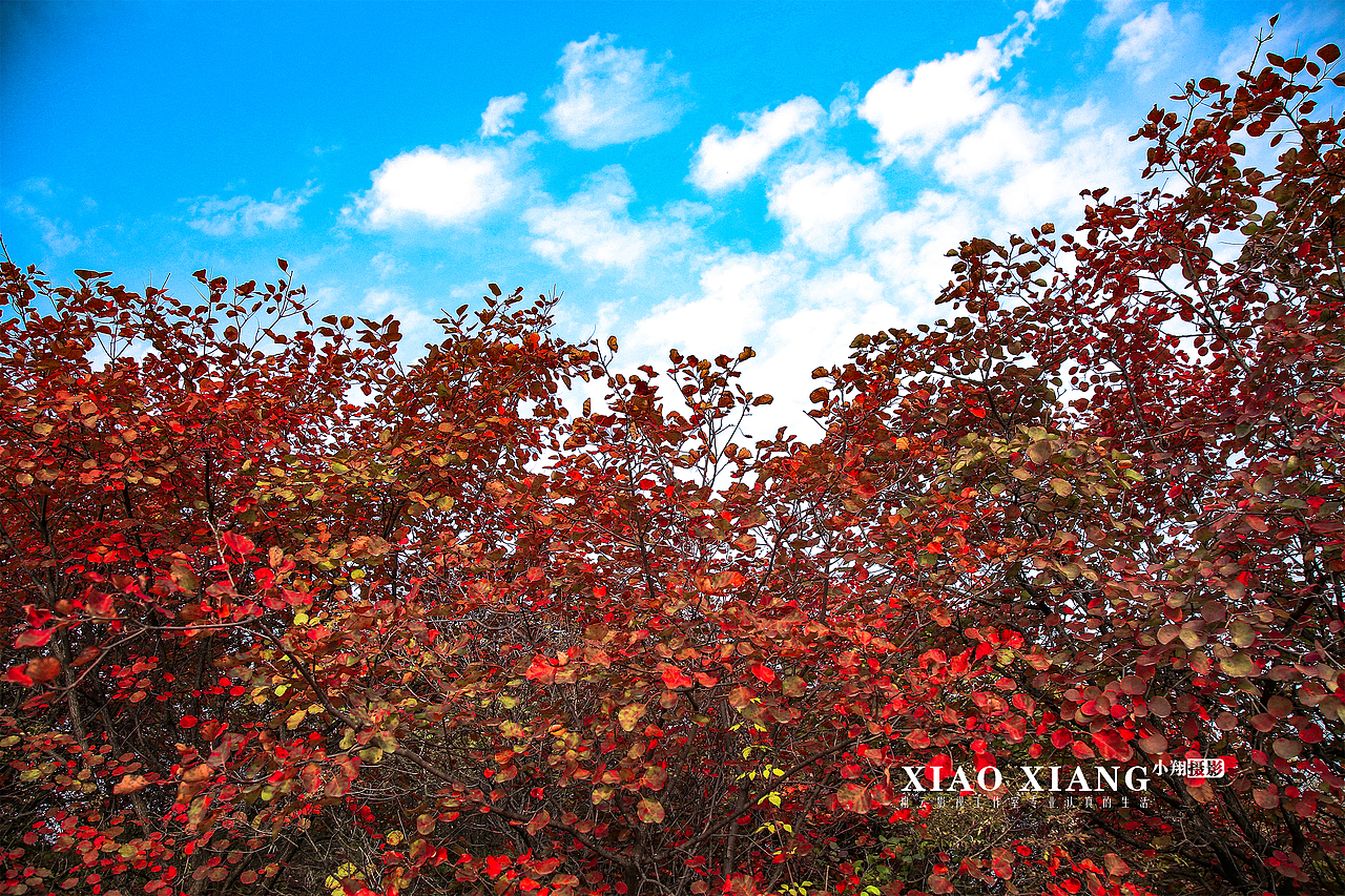 蔡节红叶（图ZOTM5OTM5MzY=） - 风光摄影 - 站酷设计师lixiangpeng1122原创素材 - 站酷ZCOOL