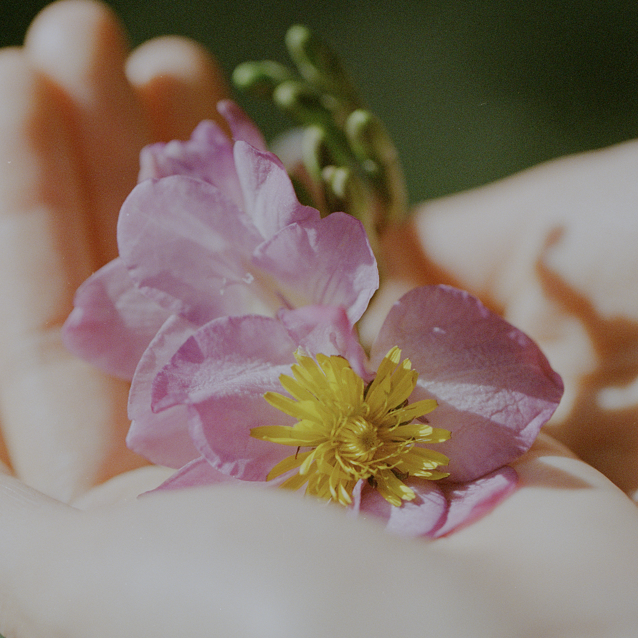 当暖风吹落花瓣
