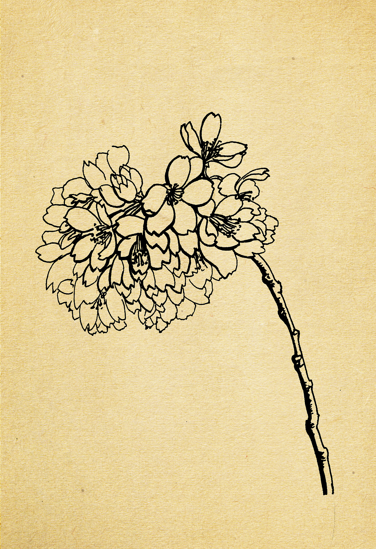 瓶插对临--樱语