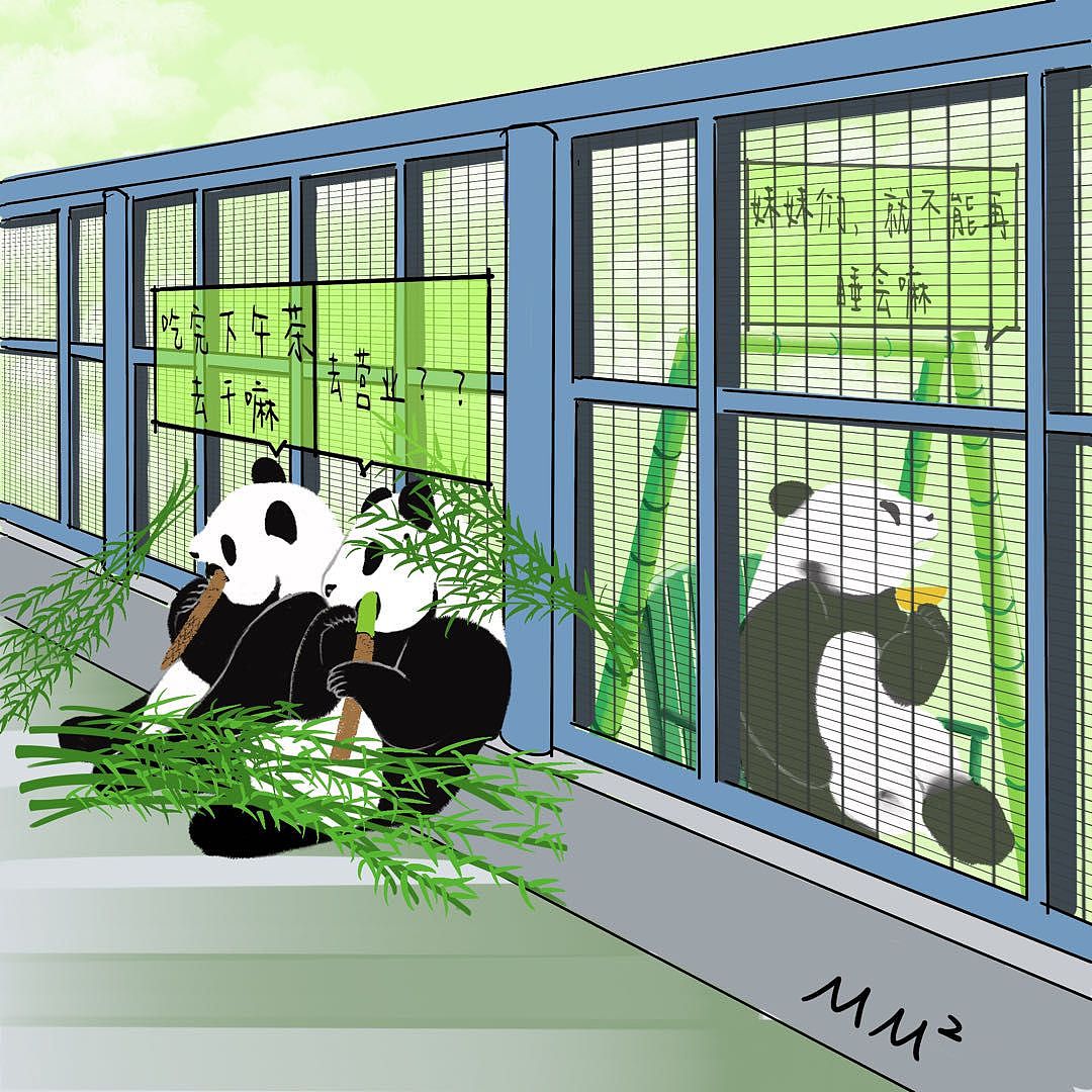 去看大熊猫们...