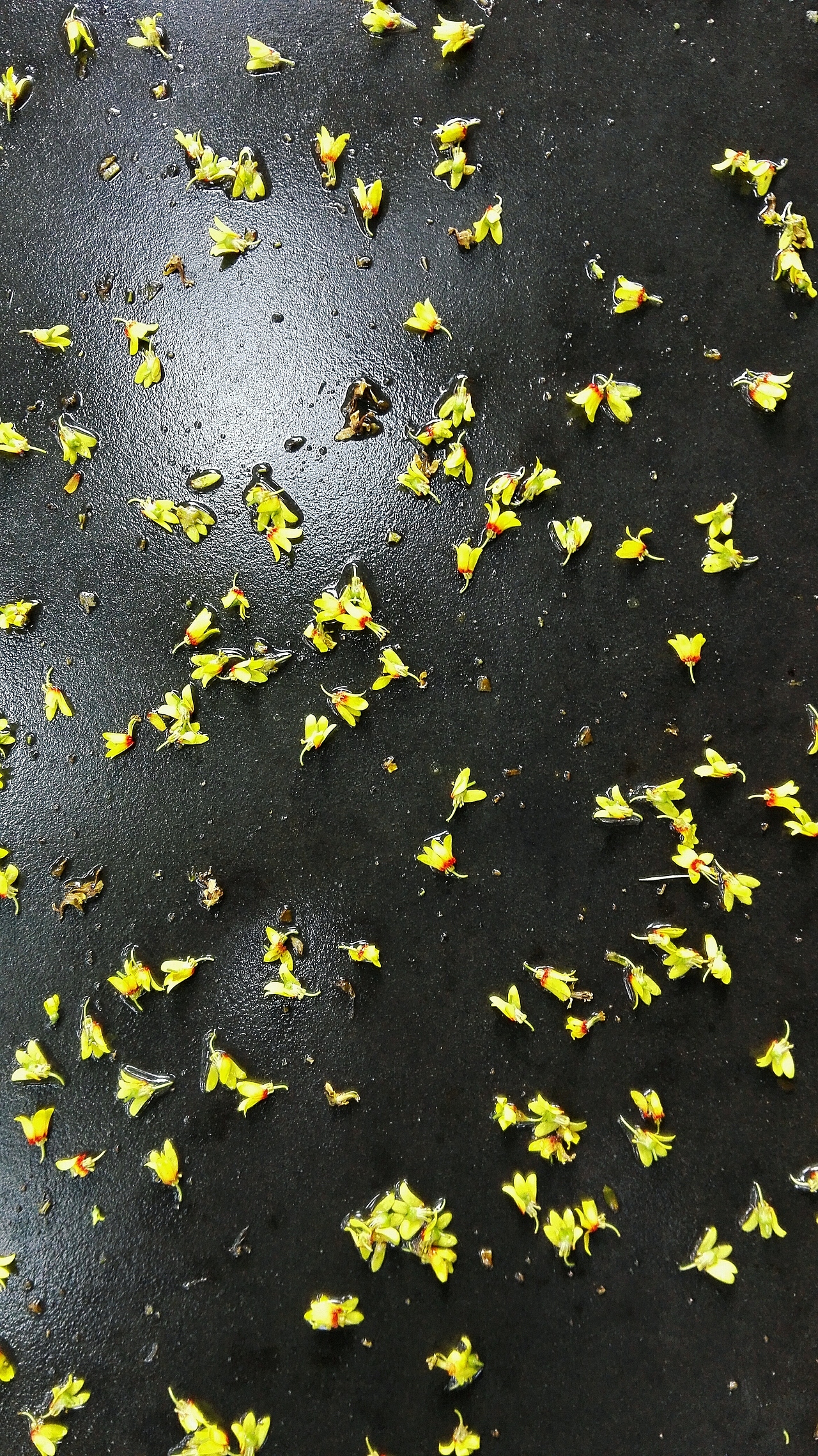 生活中的点滴-手机摄影