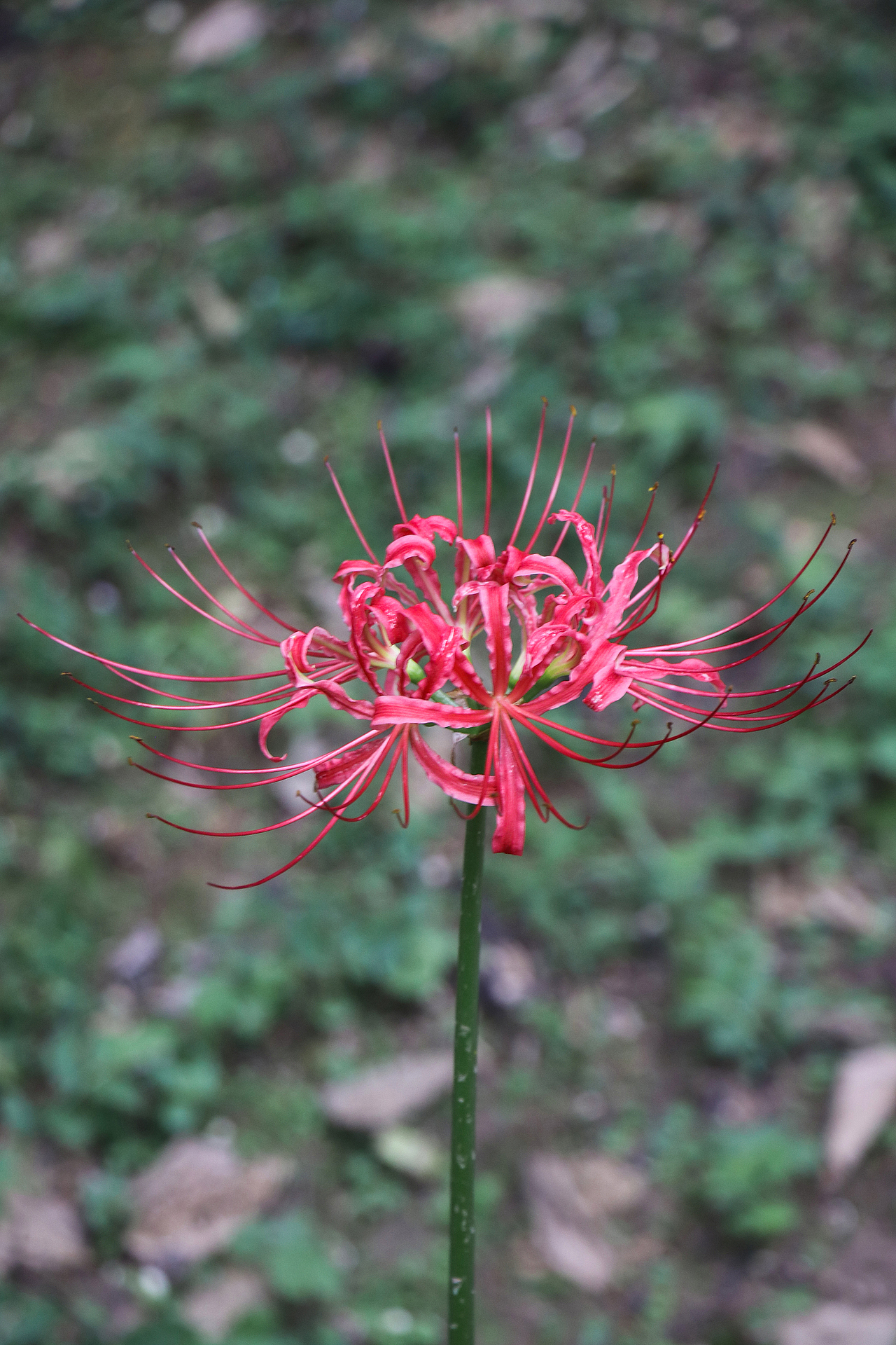 彼岸花·曼珠沙华（图ZMTg0MTY4NTgw） - 风光摄影 - 站酷设计师公子雪原创素材 - 站酷ZCOOL