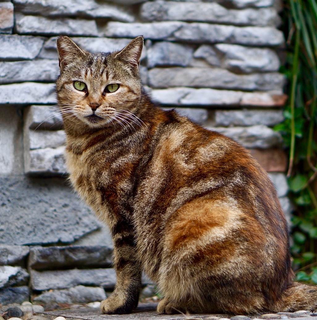 泰然自若 虎斑猫（图ZMTY0MzU4Nzky） - 宠物摄影 - 站酷设计师Leah工作室原创素材 - 站酷ZCOOL