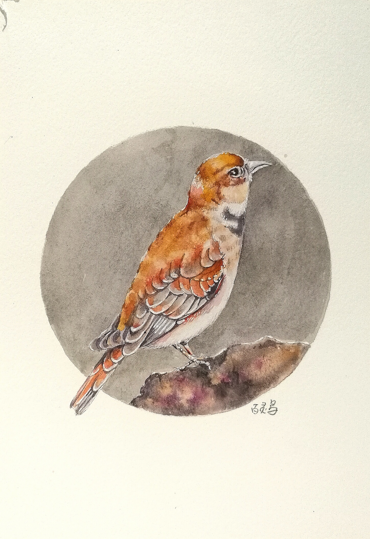 水彩画各种美丽的鸟,每天一练