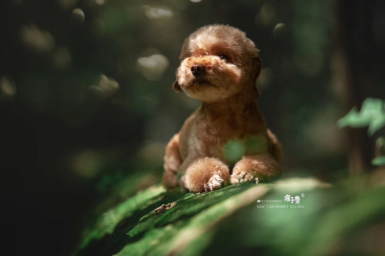 「兰州站」泰迪