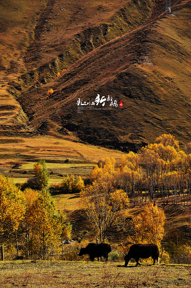 彩色川西（二）（图ZMTIxMzY2NzI=） - 风光摄影 - 站酷设计师月光森林C原创素材 - 站酷ZCOOL