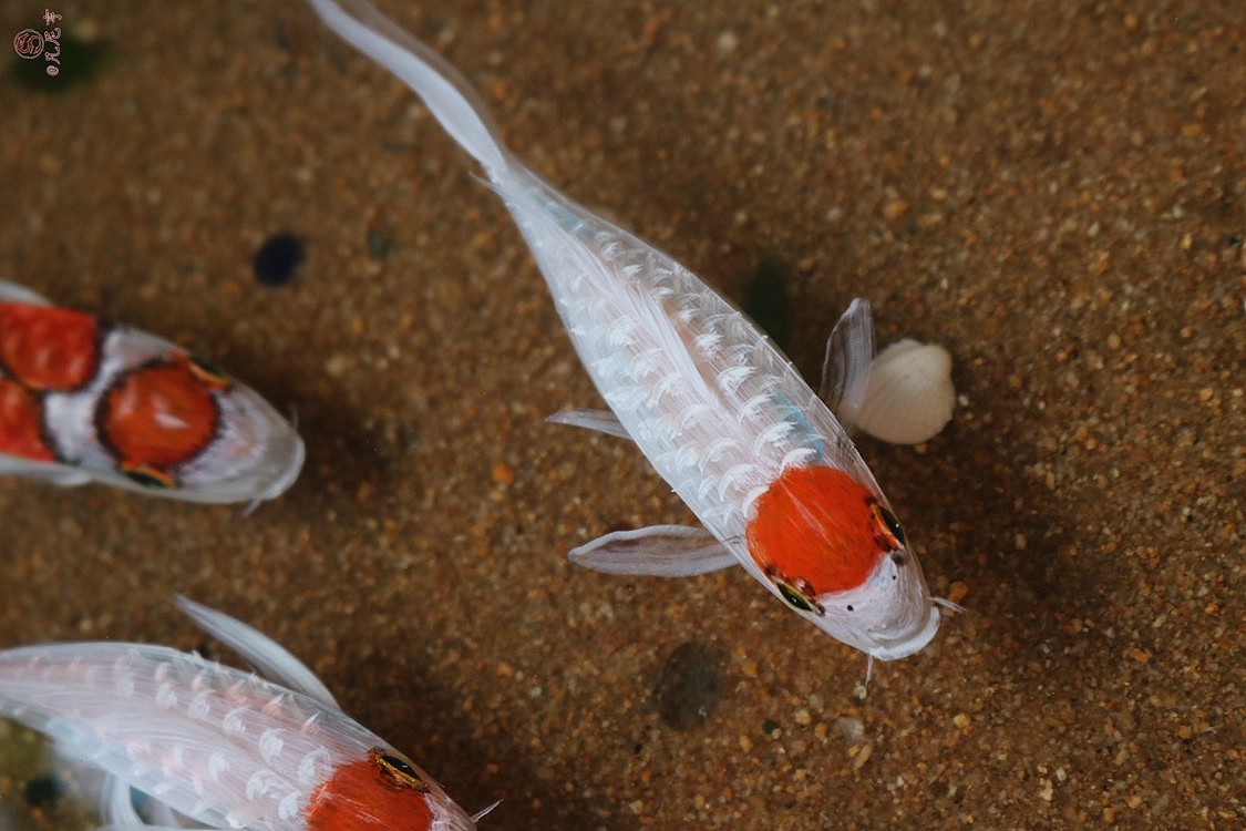 锦鲤池（图ZMzg2OTAwOTY=） - 其他手工艺 - 站酷设计师凡尼亨原创素材 - 站酷ZCOOL