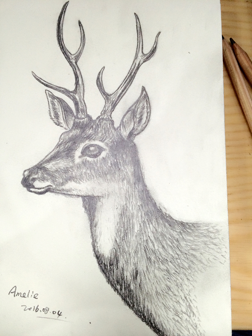鹿的素描画法图片