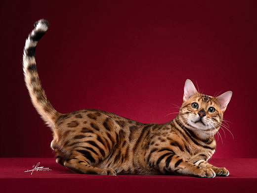 豹猫-AMYWORKS探须视觉