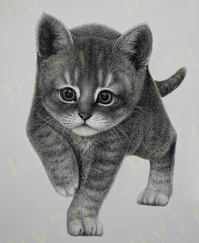 钢笔画-小猫