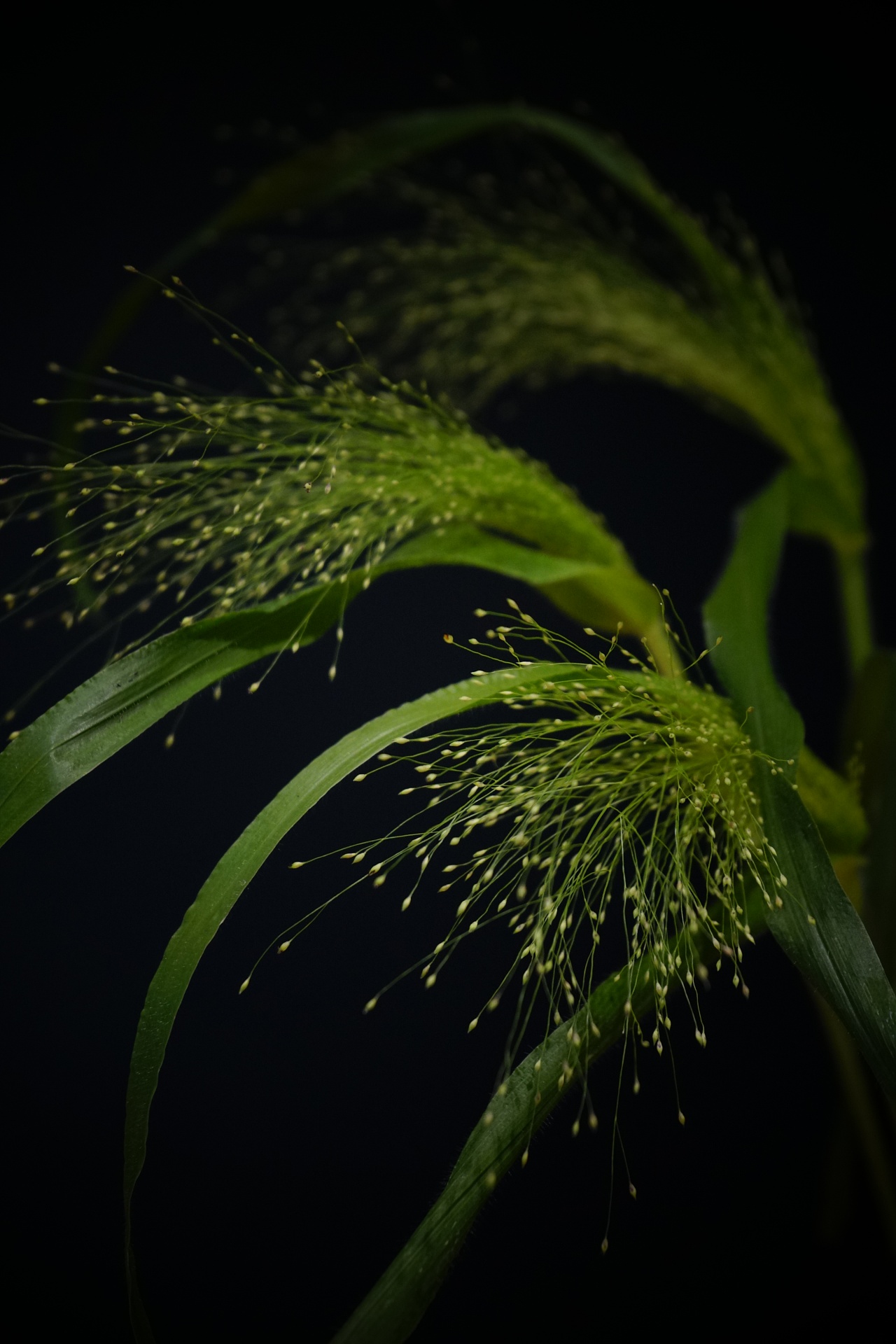 植物摄影 - 原创作品 - 站酷(zcool)