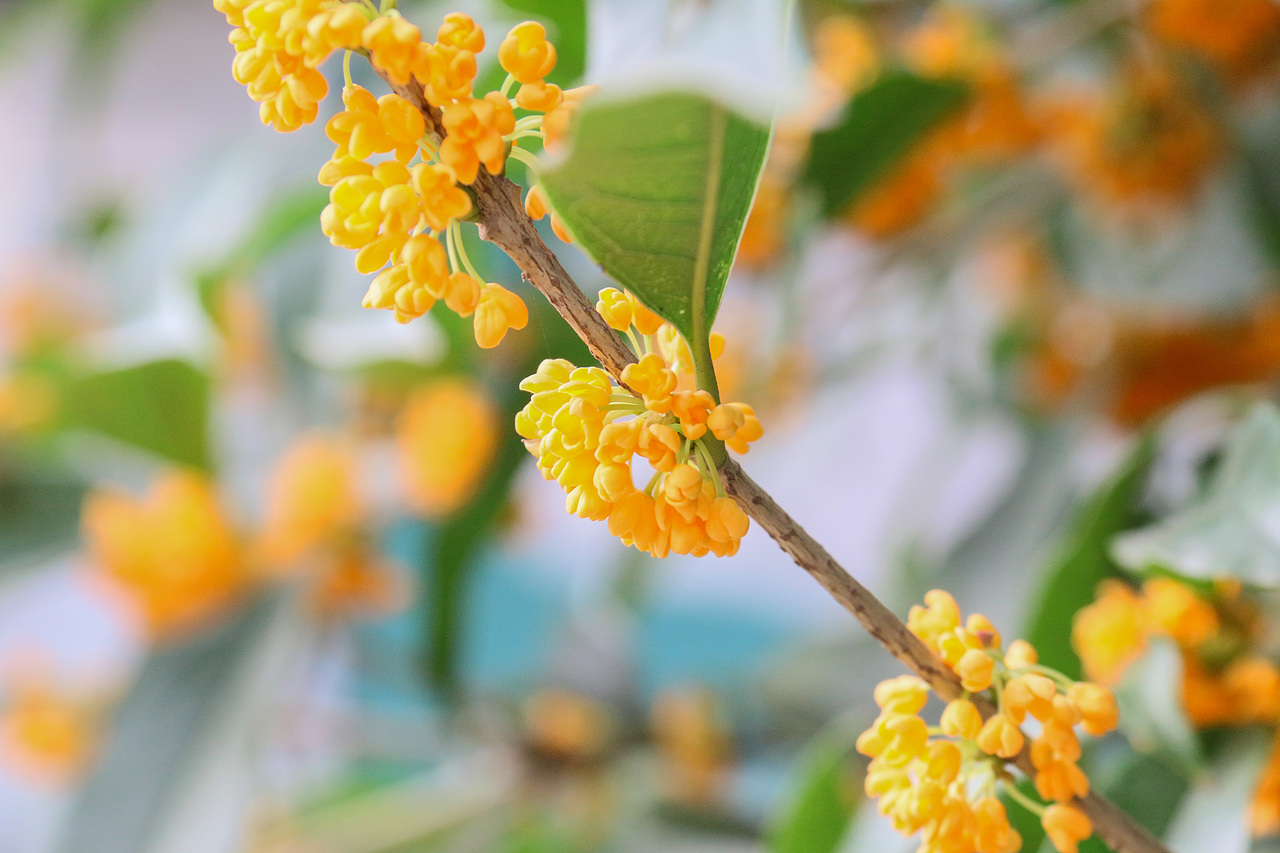 满城尽带桂花香。