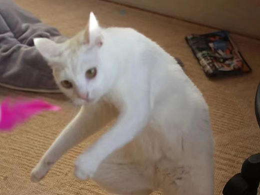 坑坑坑坑!(也许是最终作品