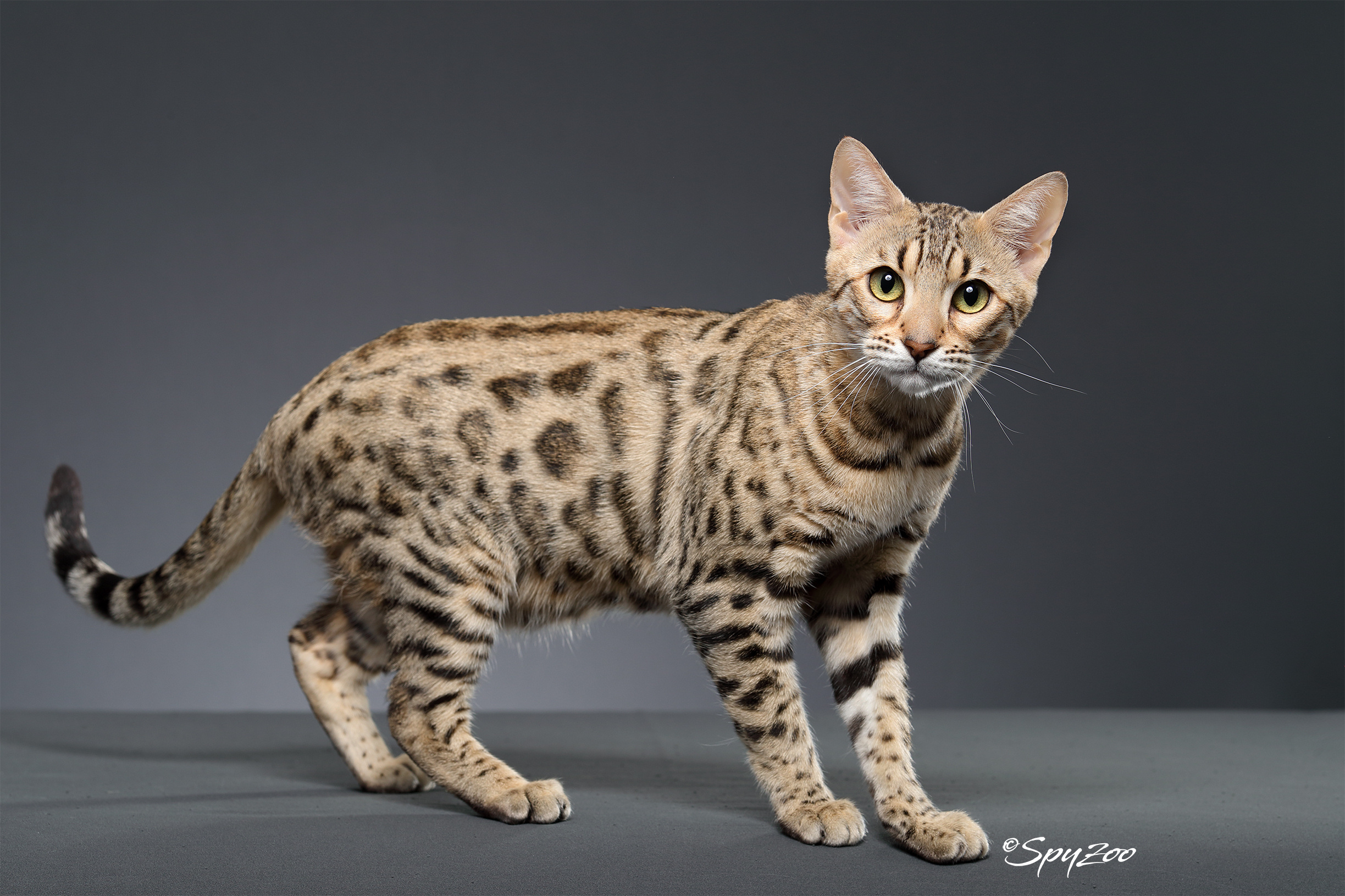孟加拉豹猫-各类花纹(Pattern)超级详解 - 知乎