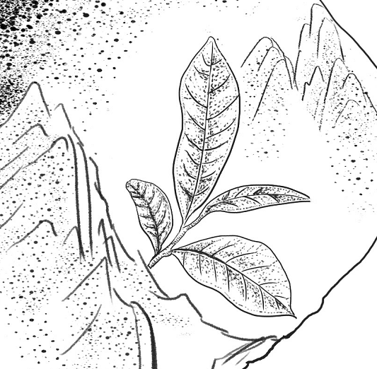 茶叶包装插画