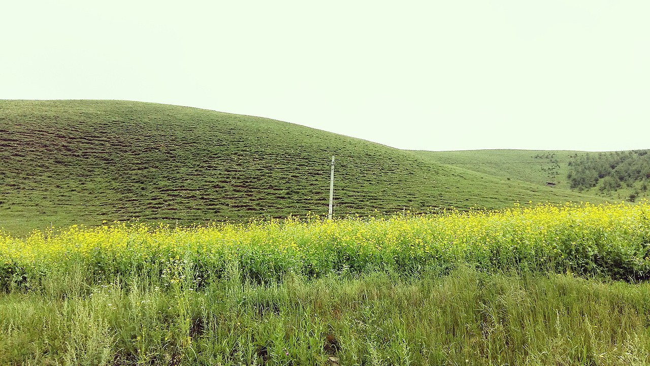天路的草原还算迷人,来自长江中下游平原的我其实还挺稀奇八月的油菜花的