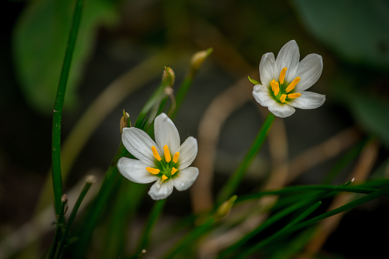 烟雨中的似水年华 乌镇游记