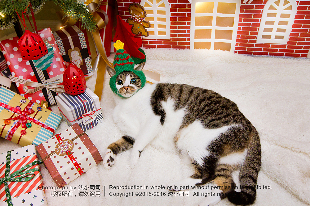 喵瑞Christmas(图ZMzg3NzEzMTI=) - 宠物摄影 - 站酷设计师司司Yokey原创素材 - 站酷ZCOOL