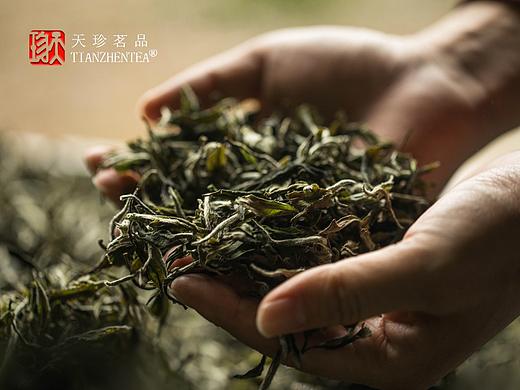茶叶海报