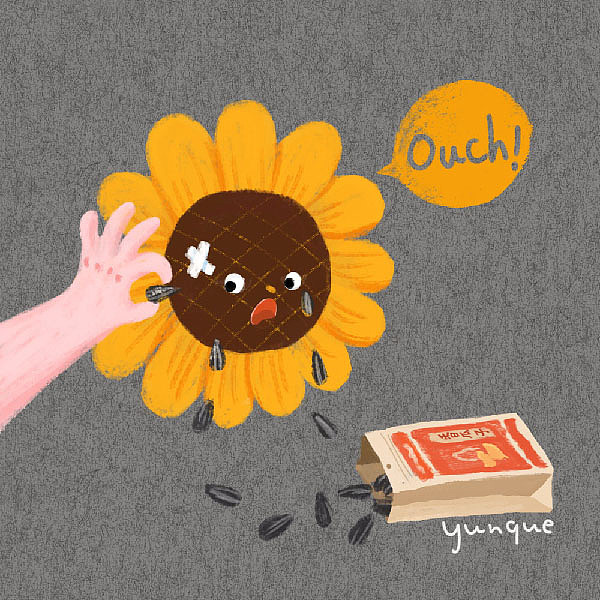 瓜子
向日葵的脸面和泪水