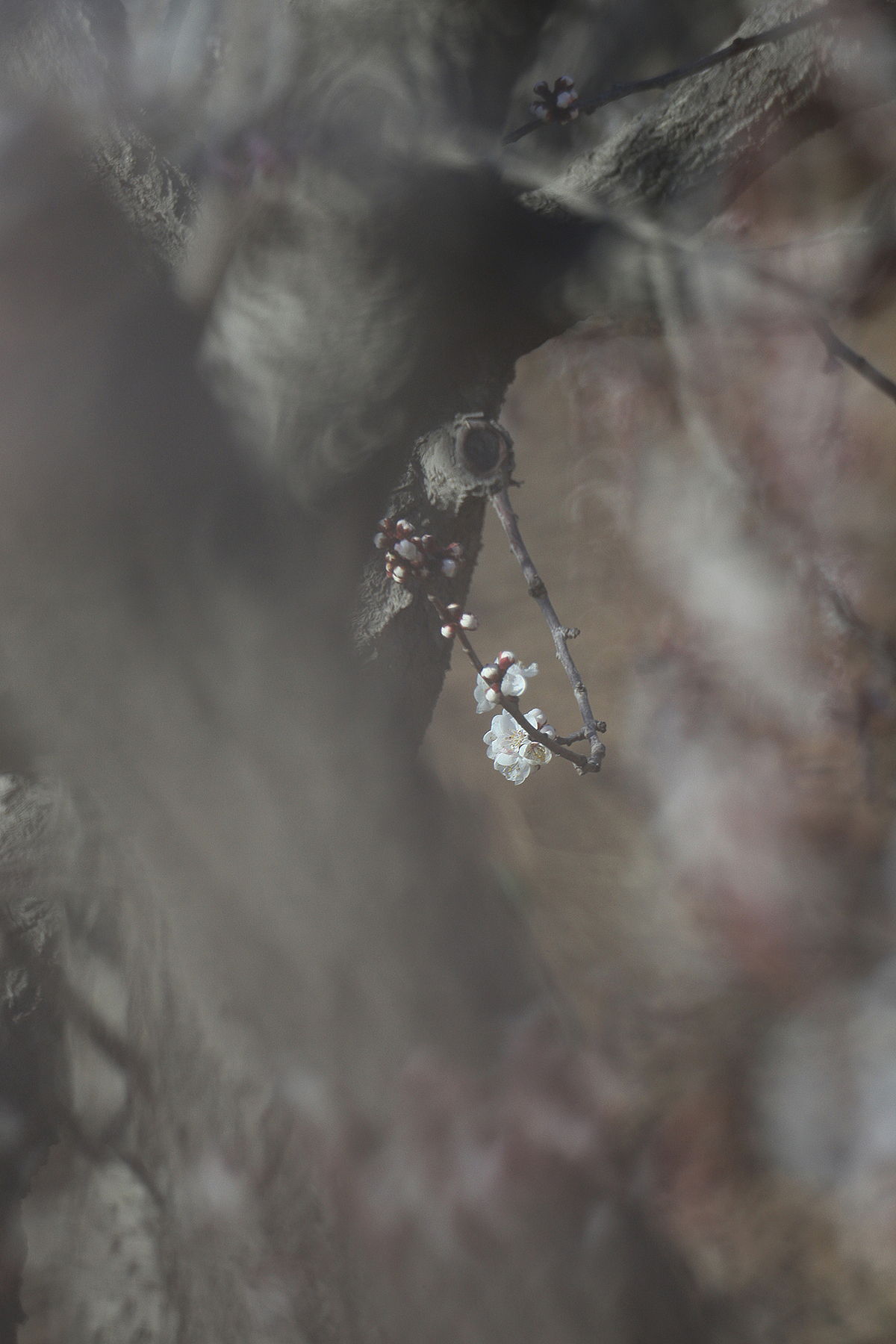 悄然而至的春天