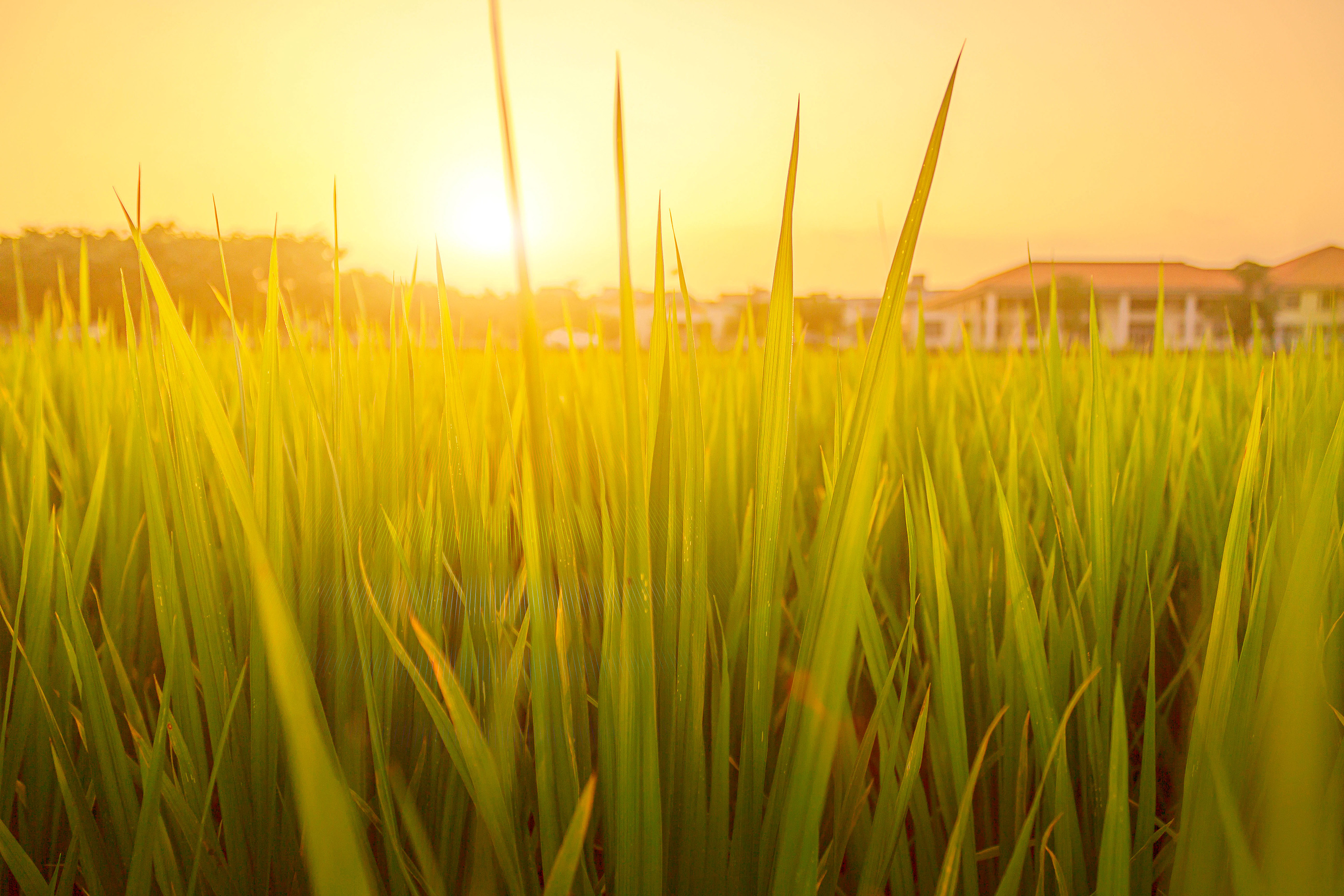东莞摄影拍摄地推荐——01 周屋稻田