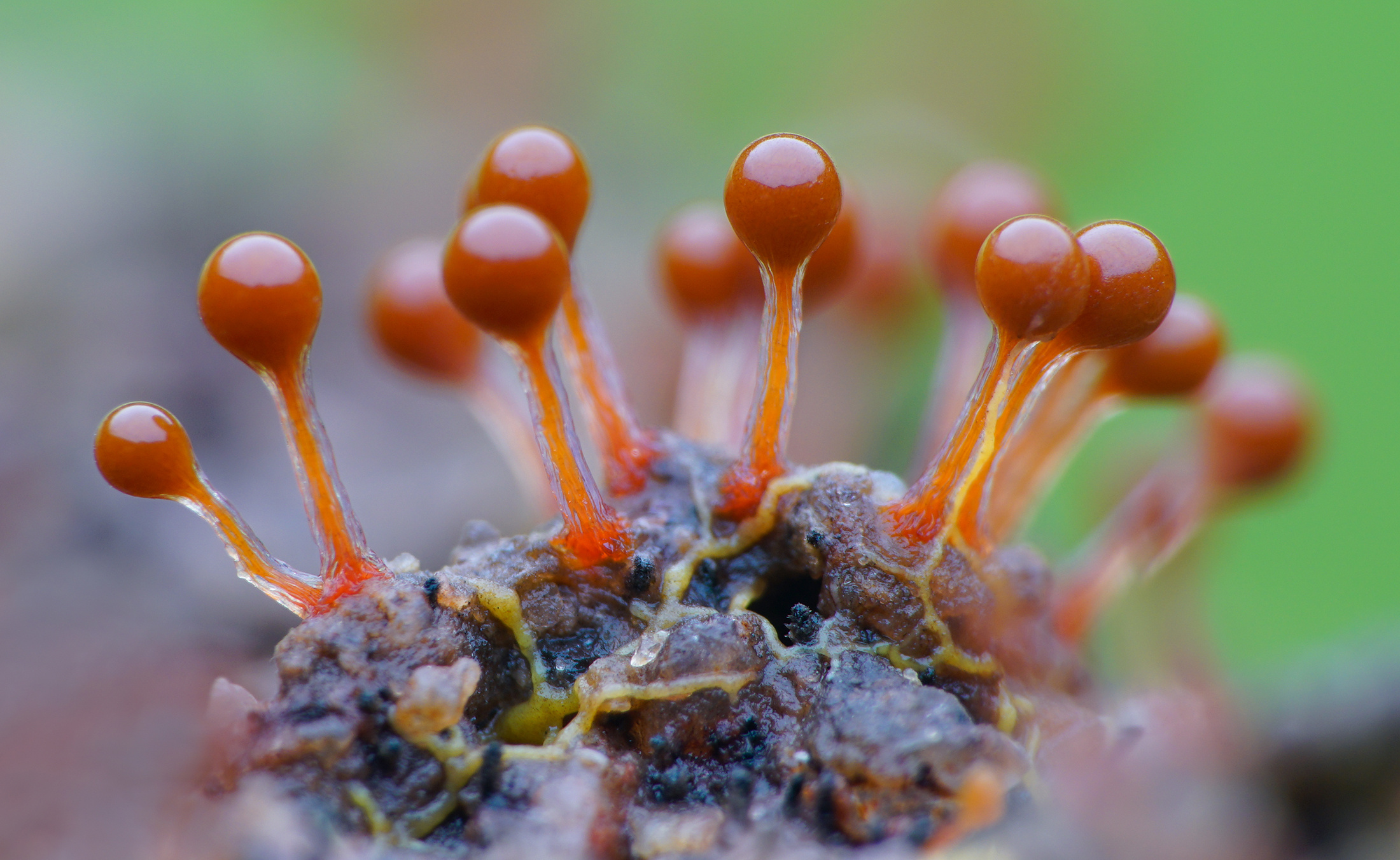 美丽的【黏菌】微观视觉|摄影|微距|深圳瓜哥 - 原创作品 - 站酷 (ZCOOL)