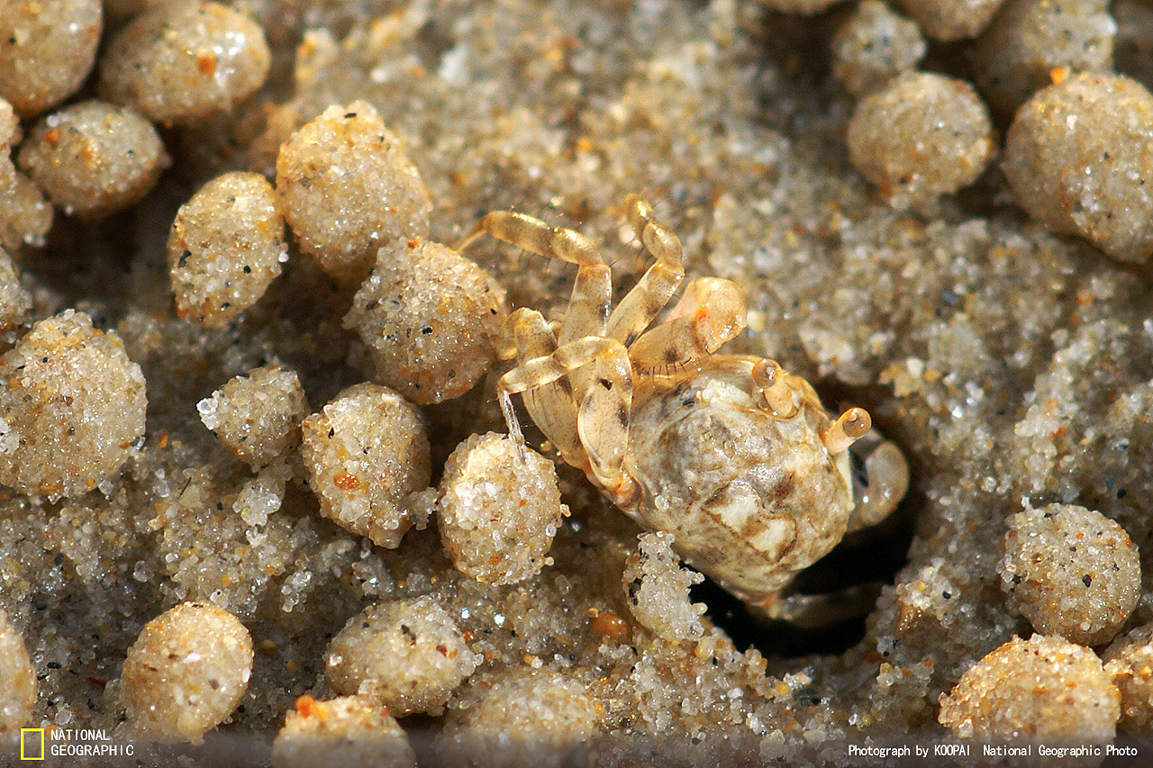 夕阳下的小螃蟹（图ZMjk4MDczMTY=） - 宠物摄影 - 站酷设计师独钓寒秋原创素材 - 站酷ZCOOL