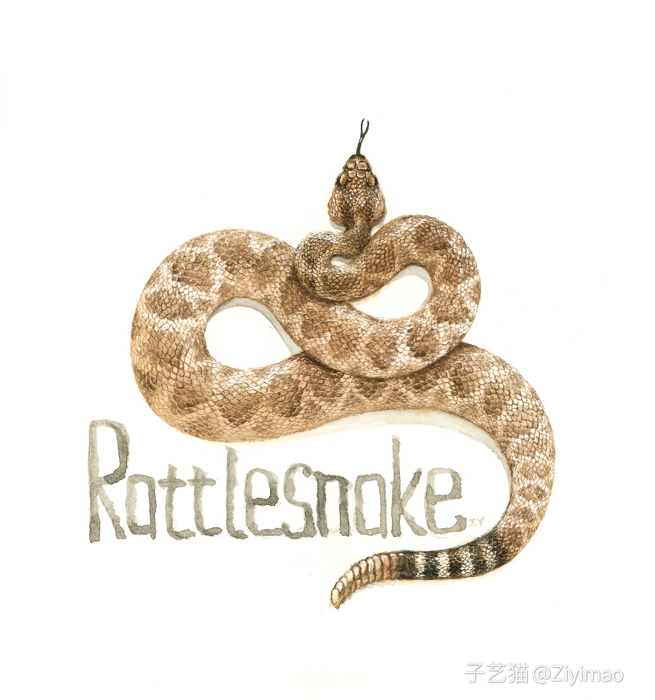 水彩-IELTS词汇书插图（图ZMTk1NDI0ODg4） - 商业插画 - 站酷设计师子艺猫原创素材 - 站酷ZCOOL