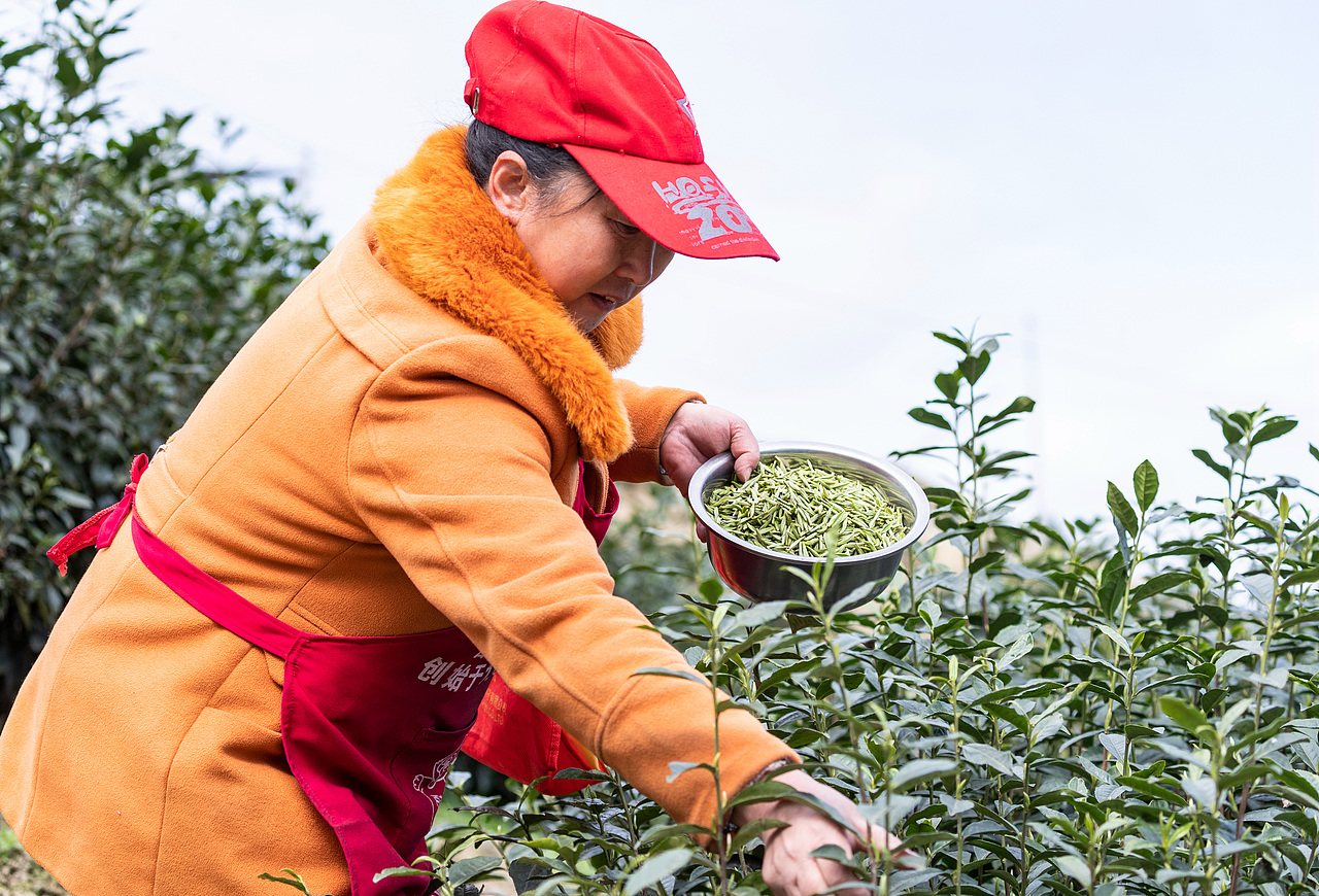 重庆南川：正月采早茶忙增收（图ZMTQ0OTk3NTQw） - 人文/纪实摄影 - 站酷设计师qmb1119原创素材 - 站酷ZCOOL