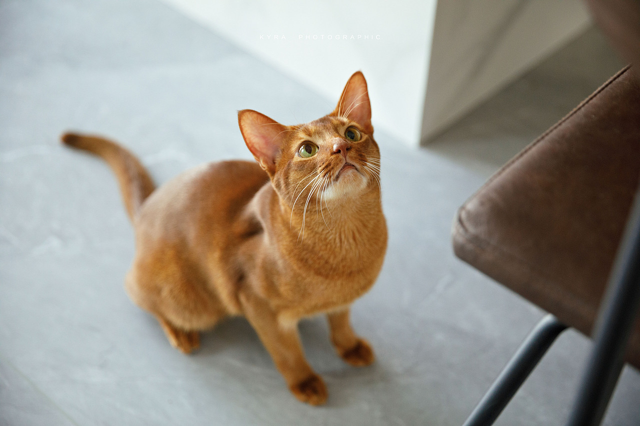 abi cat (Kyra 宠物摄影个人作品,可约上门拍摄)