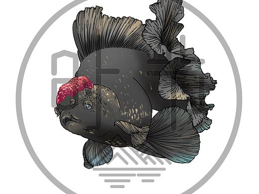 红头黑百褶泰狮