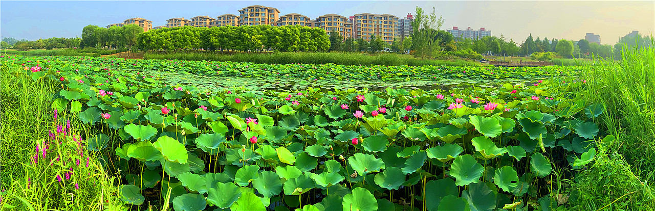 刘勇良手机纪实摄影：夏日荷塘（图ZMjE1MTEwMDEy） - 人文/纪实摄影 - 站酷设计师刘勇良意创书设原创素材 - 站酷ZCOOL