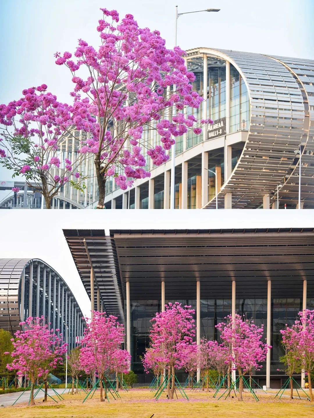 不愧是花城!广州浪漫花海又上新啦