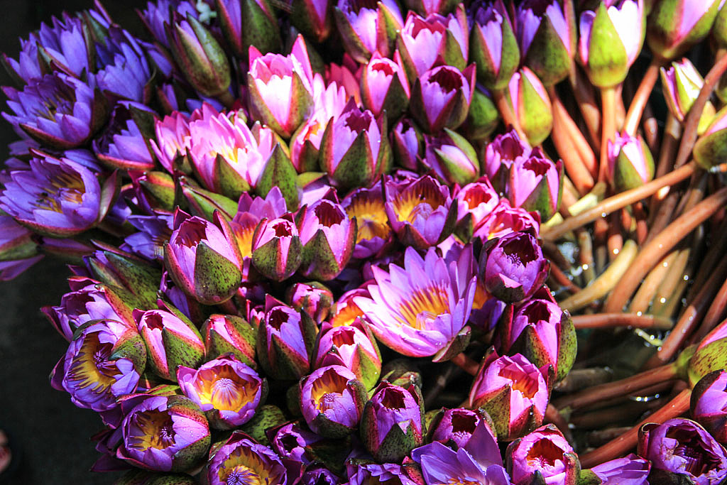 收藏 斯里兰卡/康提/佛牙寺 收藏 斯里兰卡/康提/佛牙寺 收藏