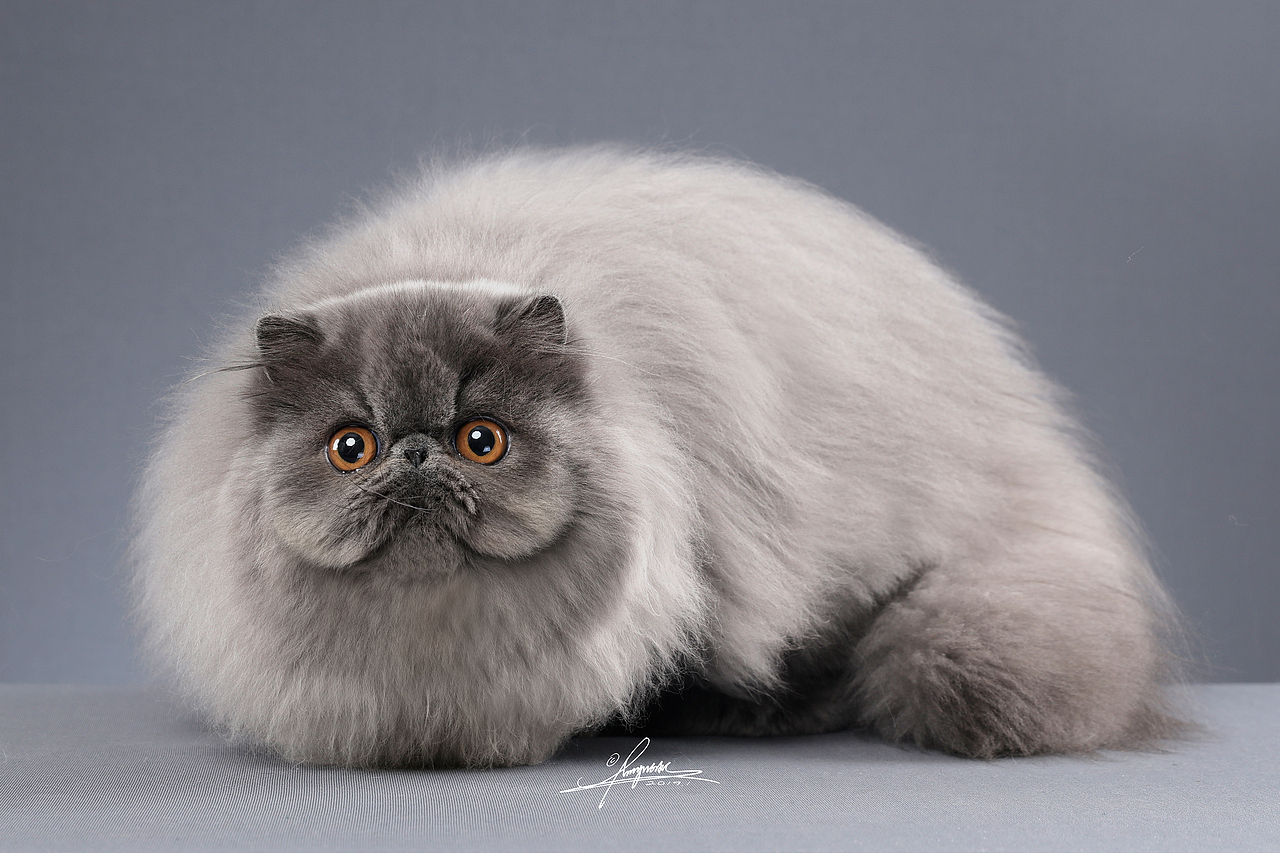 波斯猫AMYWORKS,拍摄于四川·成都