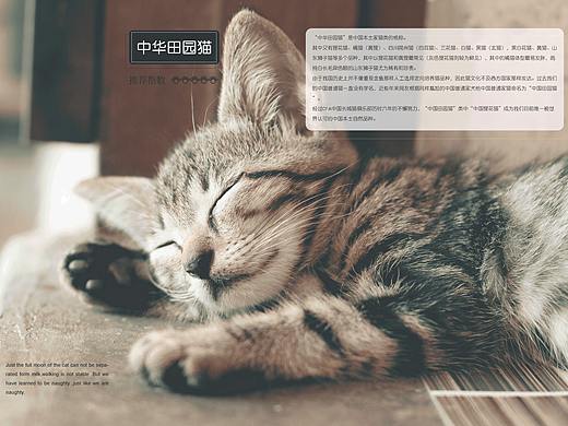 画册设计-猫谜下