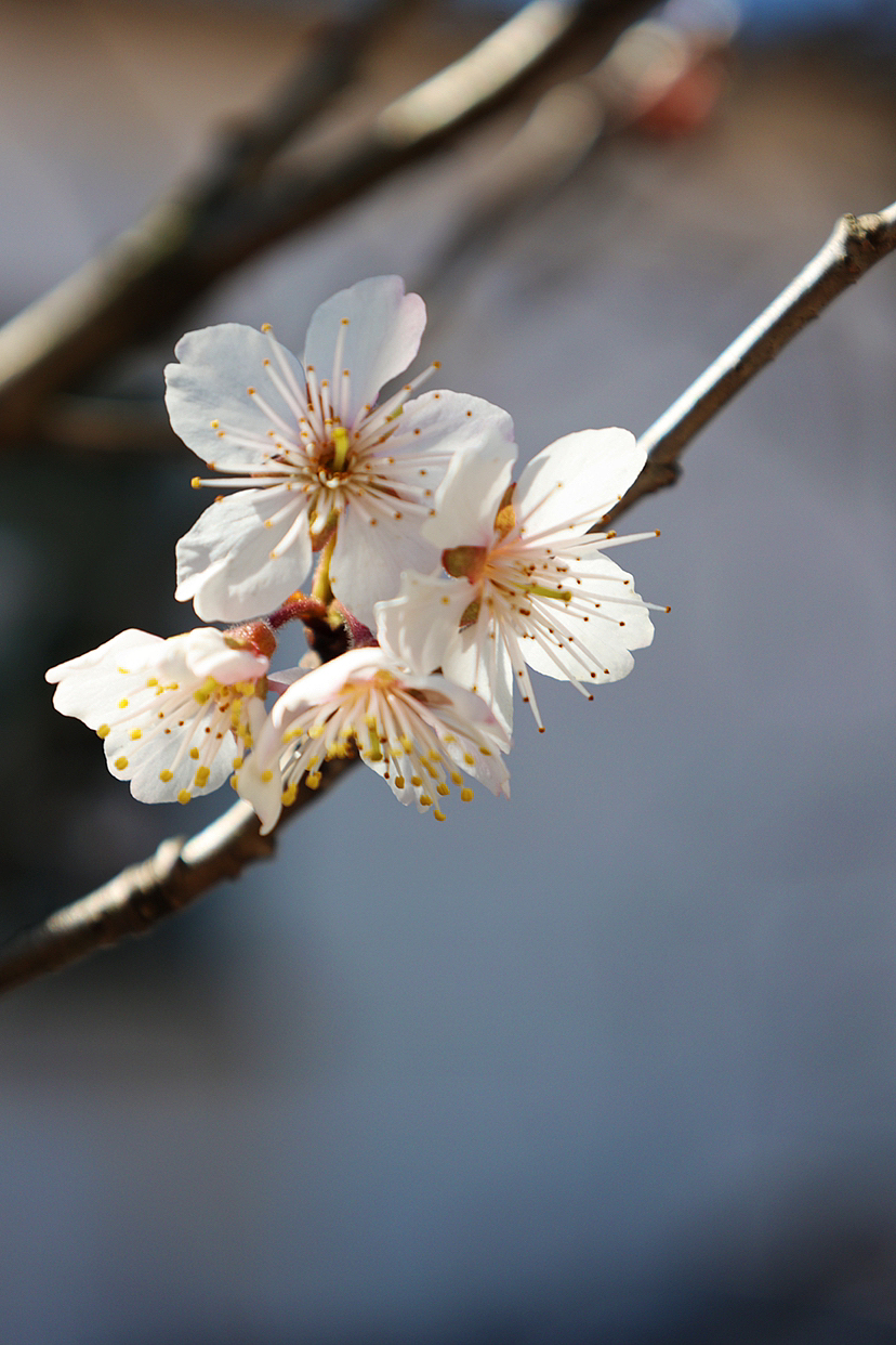 攝影.春日櫻桃花開（圖ZMzMyMjEwNzk2） - 風(fēng)光攝影 - 站酷設(shè)計(jì)師海天旖原創(chuàng)素材 - 站酷ZCOOL