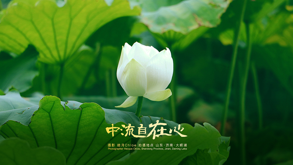 中流自在心摄影皓月chloe拍摄地点山东济南大明湖
