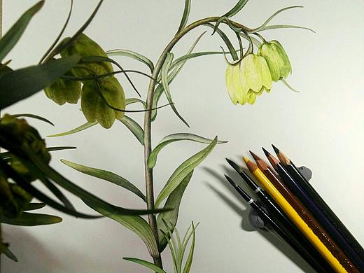 貝母-青海（個(gè)人主頁(yè)-ZMzU5MjQ5ODQ=） - 繪畫(huà) - 站酷設(shè)計(jì)師尋山追水原創(chuàng)素材 - 站酷ZCOOL