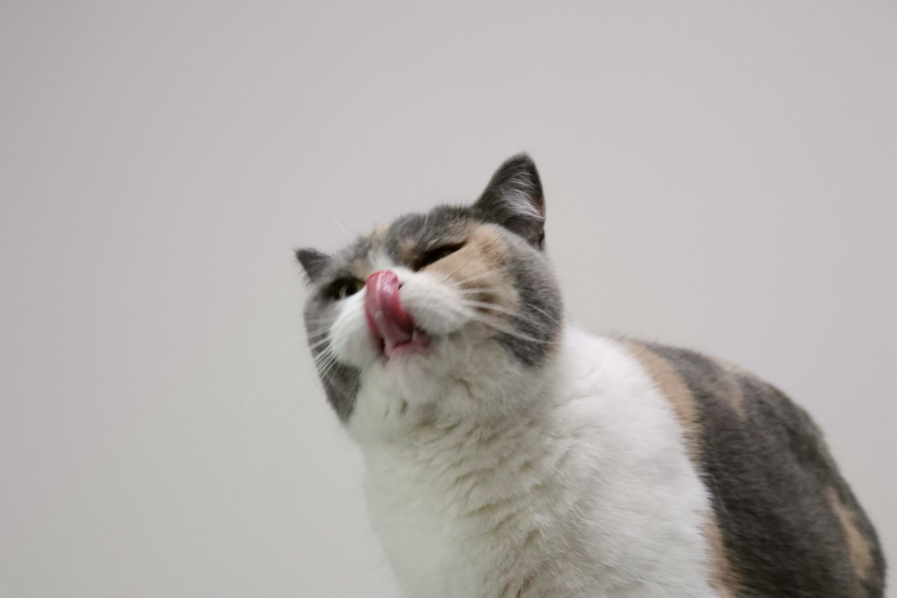 沐米宠物 英国短毛猫|英短三花色